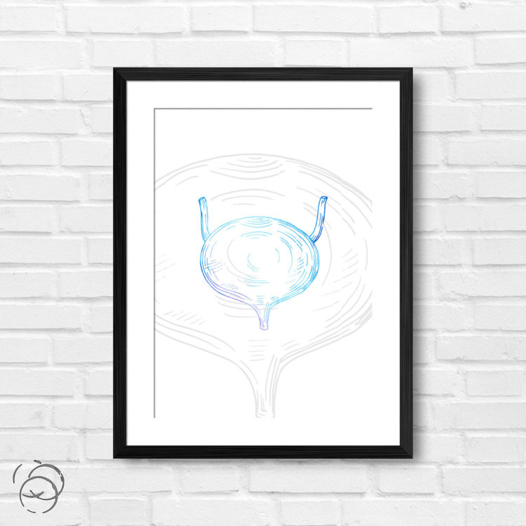 Anatomy Hand Drawn Outline Bladder Print