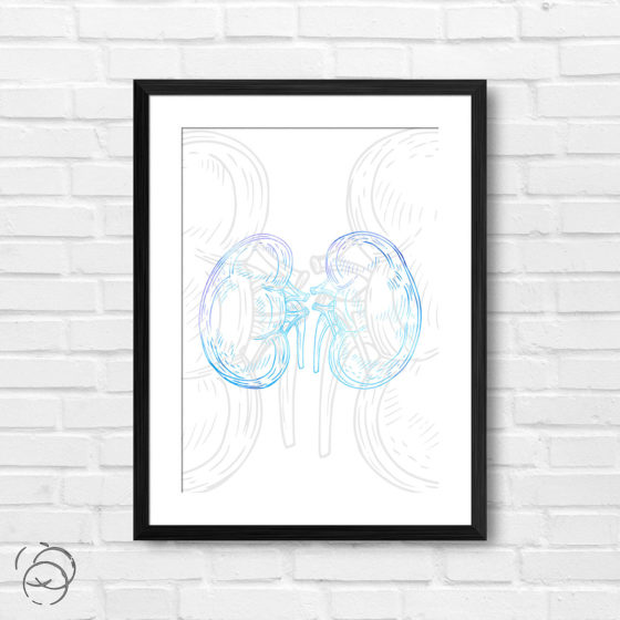 Anatomy Hand Drawn Outline Kidney Print