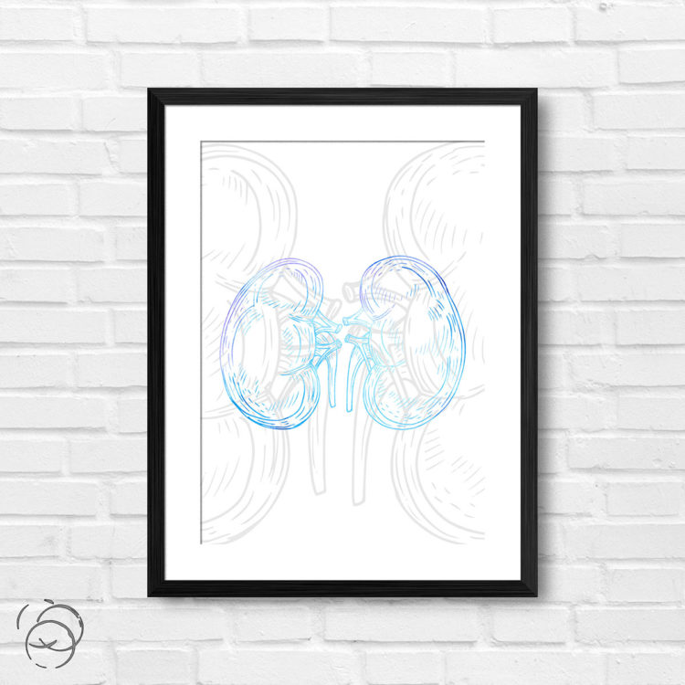 Anatomy Hand Drawn Outline Kidney Print