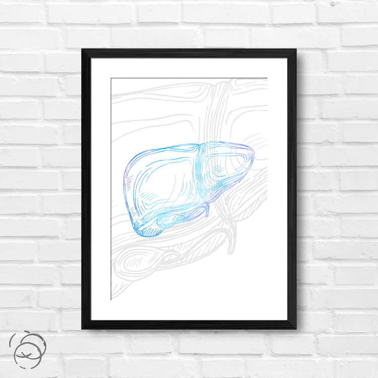 Anatomy Hand Drawn Outline Liver Print