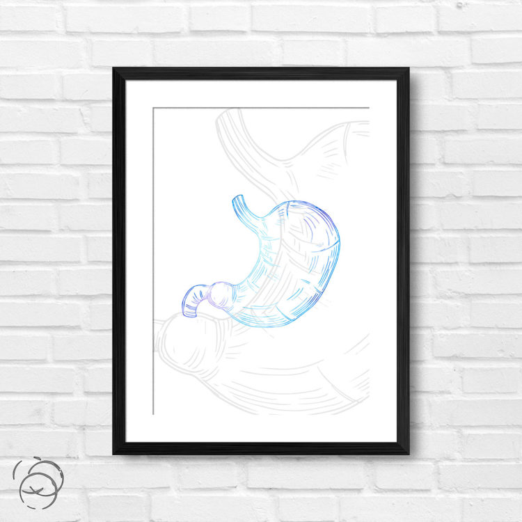 Anatomy Hand Drawn Outline Stomach Print