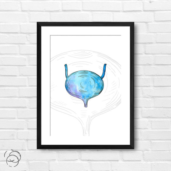 Anatomy Hand Drawn Watercolour Bladder Print