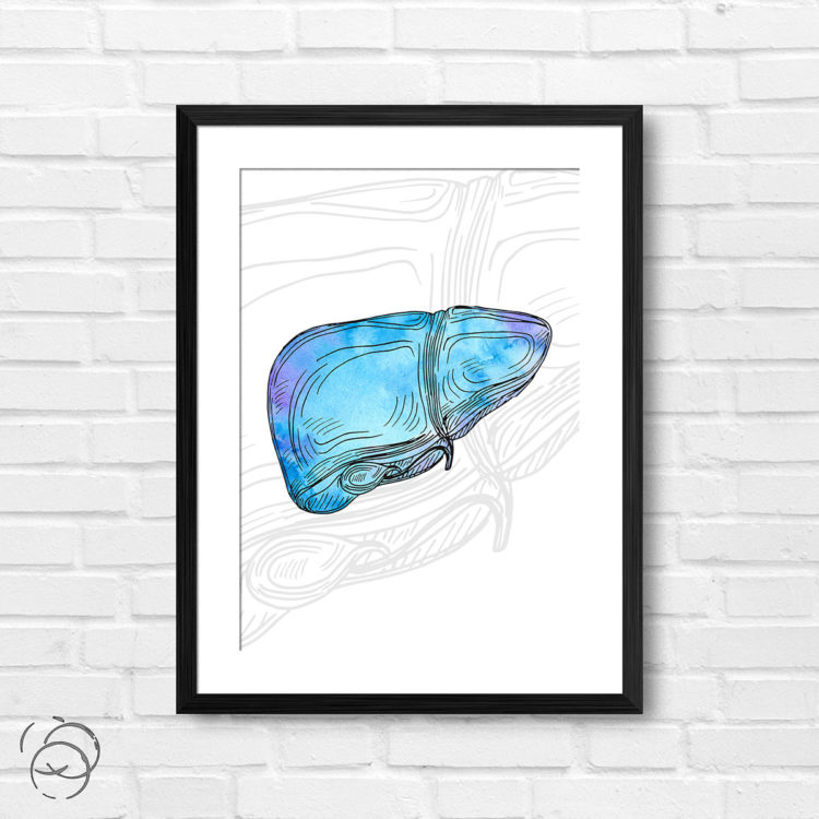 Anatomy Hand Drawn Watercolour Liver Print