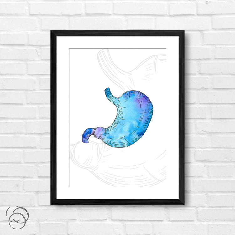 Anatomy Hand Drawn Watercolour Stomach Print