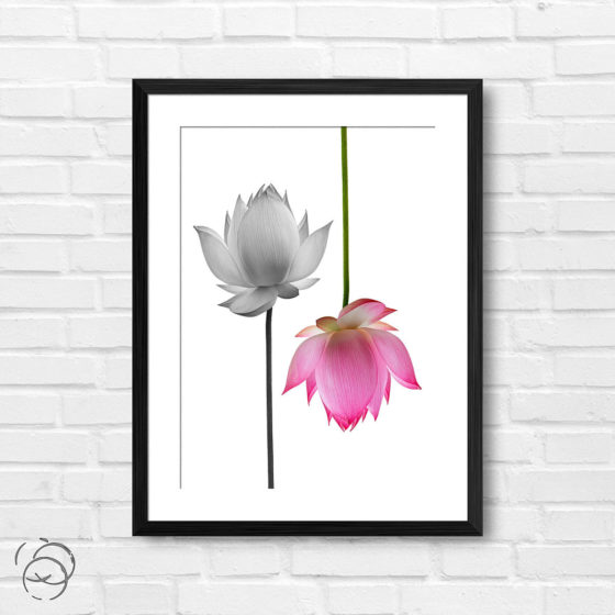 Pink And Monochrome Lotus Flower Print