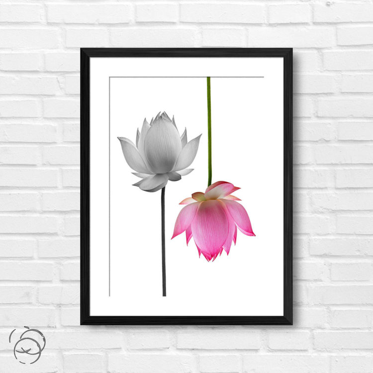 Pink And Monochrome Lotus Flower Print